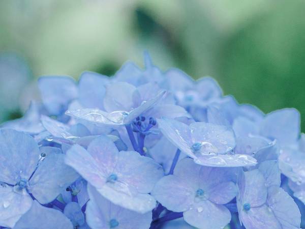 まるで宝石！紫陽花をつたう雨粒