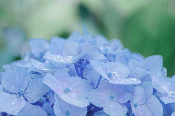 まるで宝石！紫陽花をつたう雨粒