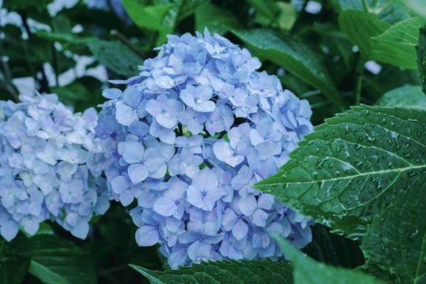 まるで宝石！紫陽花をつたう雨粒