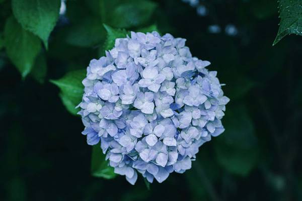 まるで宝石！紫陽花をつたう雨粒