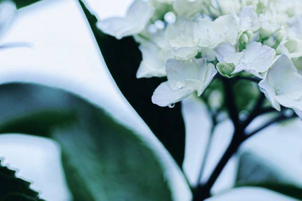 まるで宝石！紫陽花をつたう雨粒