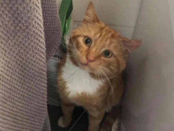 つらかったね　キャリーバッグに入れて置かれていた猫　理由に涙があふれる