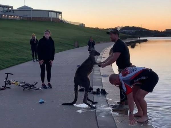 湖で凍えるカンガルーを助けたら？　カンガルーが見せたしぐさにほっこり