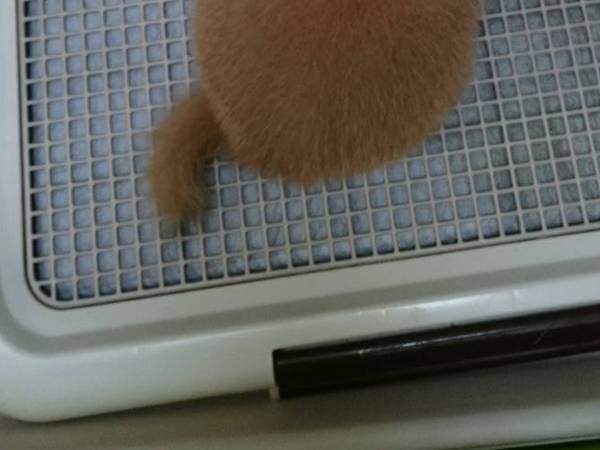 座る豆柴の後ろ姿が？　「たまらん」「かわいすぎて有罪」