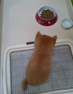 座る豆柴の後ろ姿が？　「たまらん」「かわいすぎて有罪」