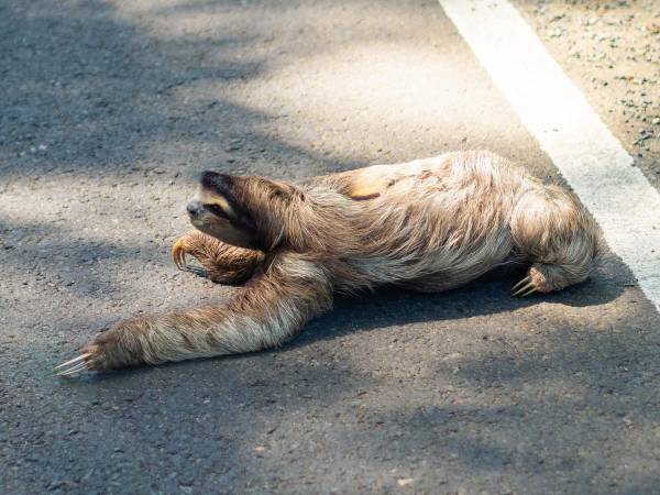 コスタリカの山道で、通行する車を停止させる警察官　理由にほっこり