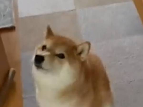 お尻がかゆい犬の様子が？　「電車内で笑ってしまった」「初めて見る動き」