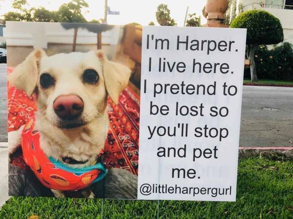 道端に座る犬　迷い犬かと思ったら？　そばにあった看板の内容に吹き出す！