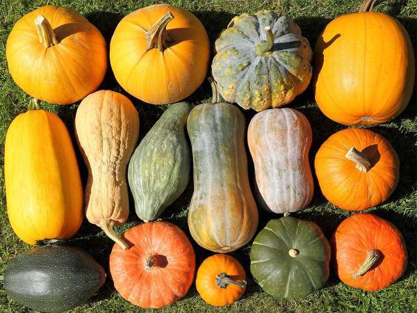 「この型で作ったんじゃないの！？」　カボチャの中に紛れているものとは？