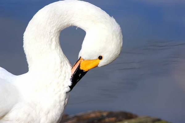 「この型で作ったんじゃないの！？」　カボチャの中に紛れているものとは？