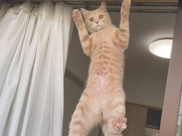 網戸芸を極めし猫　ダイナミックなポーズで「ドヤァ…！」