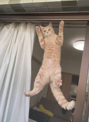 網戸芸を極めし猫　ダイナミックなポーズで「ドヤァ…！」