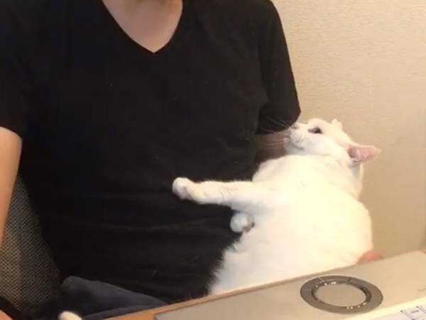 テレワーク中の夫に、猫が寄ってきて…？　続く展開に３５万『いいね』！