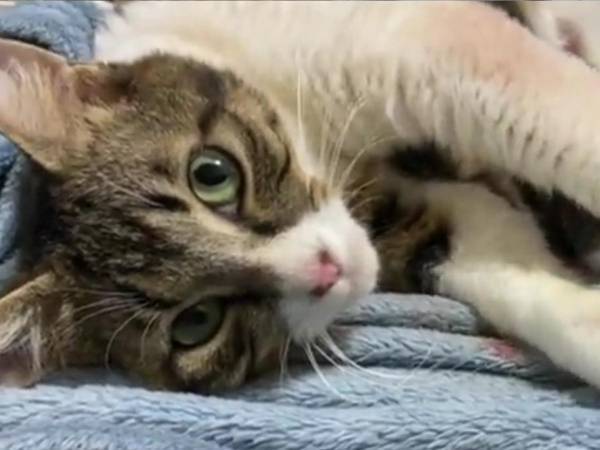 飼い主の隣で、出産を終えた母猫が？　行動に「泣けてきた」「ずっと見ちゃう」