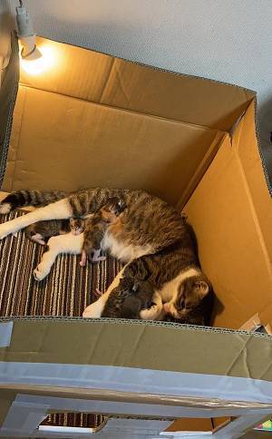 飼い主の隣で、出産を終えた母猫が？　行動に「泣けてきた」「ずっと見ちゃう」