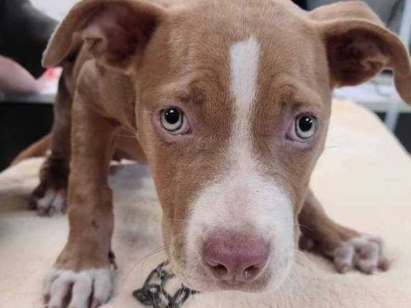 虐待されて、ゴミを漁っていた子犬　里親になったのはあのハリウッドスター！