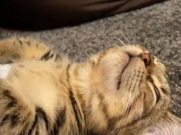寝ている子猫の前脚が？　動きに「夢の中で太鼓の達人されてます？」