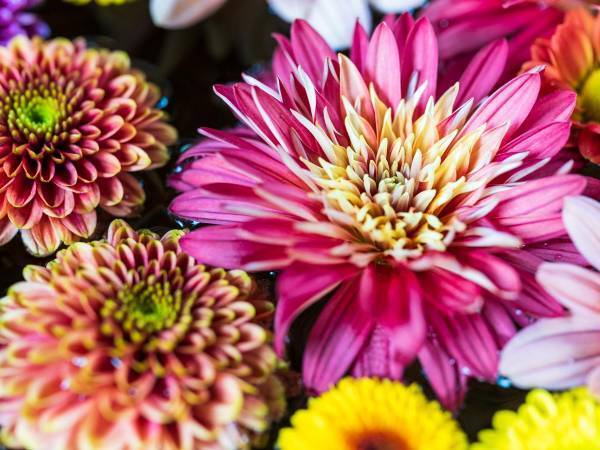 『日本の国花』の菊　その美しさ、艶やかさに心奪われる