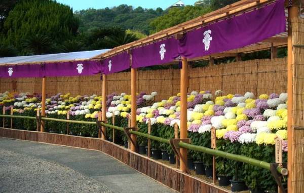 『日本の国花』の菊　その美しさ、艶やかさに心奪われる