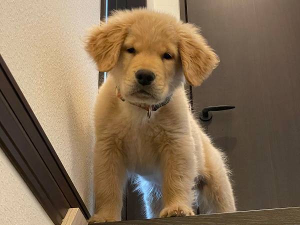 階段上にいた子犬　半年後に同じ場所で撮ってみたら？