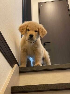 階段上にいた子犬　半年後に同じ場所で撮ってみたら？
