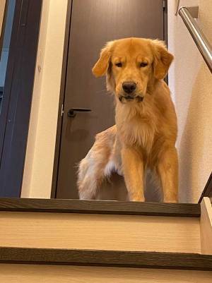 階段上にいた子犬　半年後に同じ場所で撮ってみたら？