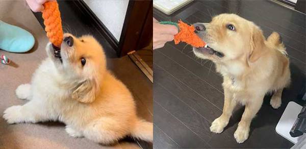 階段上にいた子犬　半年後に同じ場所で撮ってみたら？