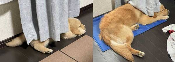 階段上にいた子犬　半年後に同じ場所で撮ってみたら？