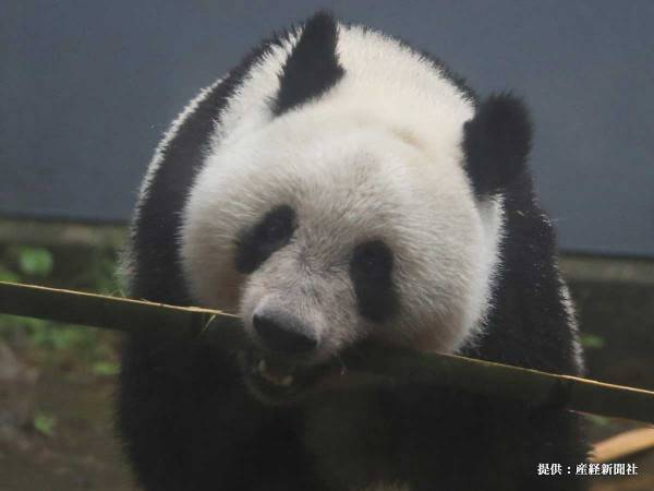 上野動物園の双子のパンダ、名前が決定！　「かわいさにぴったり」