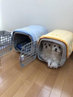 なぜか同じケージに入る、２匹のマルチーズ　移動させようとした結果…！？