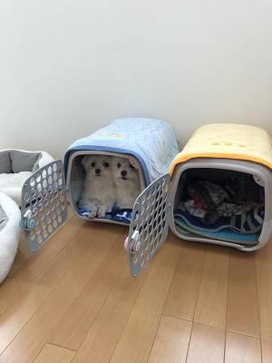 なぜか同じケージに入る、２匹のマルチーズ　移動させようとした結果…！？