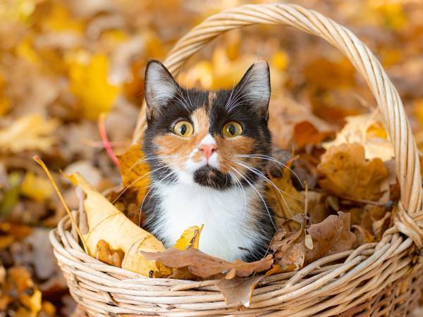 grapeでは読者アンケートを実施中！抽選で１０名様にAmazonギフト券をプレゼント