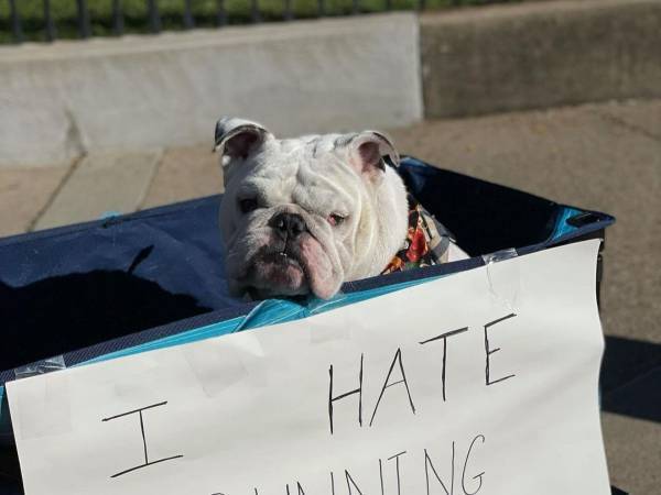 マラソンランナーを応援する犬　人々が爆笑したワケは？　「その気持ち分かる」