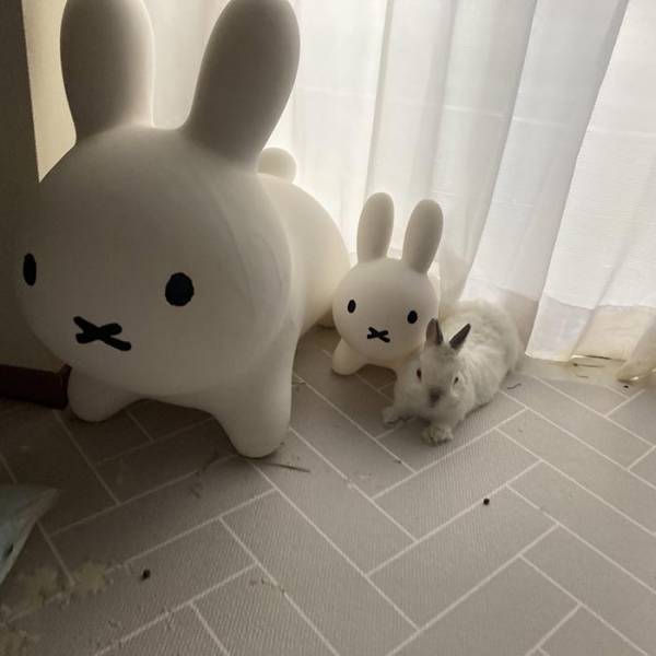 ミッフィーの横を見てみると？　広がっていた光景に「５秒見て理解した」「溶け込みすぎ」