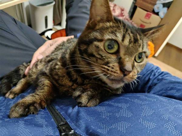 動物病院へやってきた猫に『翻訳アプリ』を使ってみたら…？　「笑った」「強すぎる」