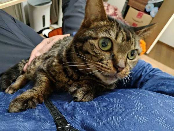 動物病院へやってきた猫に『翻訳アプリ』を使ってみたら…？　「笑った」「強すぎる」