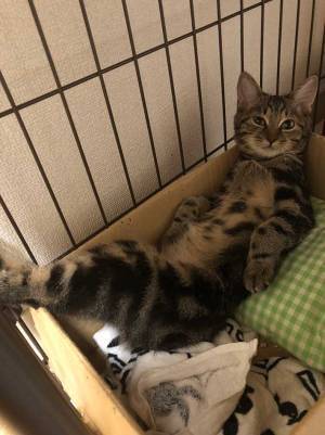 地震で４時間かけて帰宅したら…　出迎えた猫の姿に、１０万『いいね』！