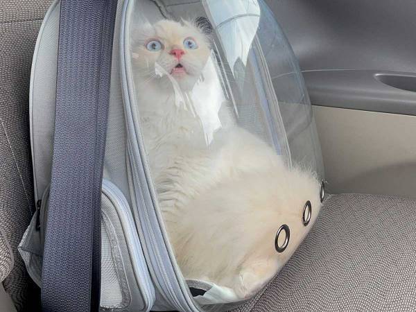 目的地を察し、猫の表情が一変　「かわいい」「分かりやすい」の声