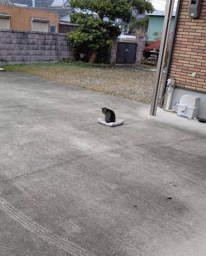 『ふっとんだ座布団』を回収しに行った結果？　その光景に「最高の１枚」「これは手遅れ」