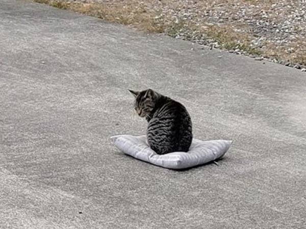 『ふっとんだ座布団』を回収しに行った結果？　その光景に「最高の１枚」「これは手遅れ」