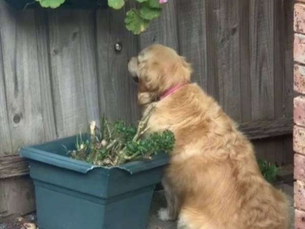 キュンキュンする！　フェンスの穴から犬が覗いていたのは？　「かわいすぎる」