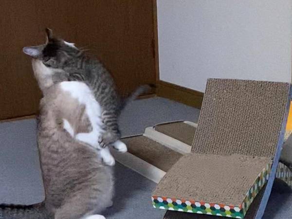 子猫がとった行動に「予想外の展開」「世界に感謝」　じっと見つめたと思ったら？