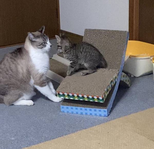 子猫がとった行動に「予想外の展開」「世界に感謝」　じっと見つめたと思ったら？