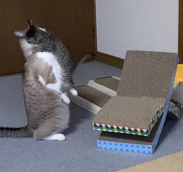 子猫がとった行動に「予想外の展開」「世界に感謝」　じっと見つめたと思ったら？