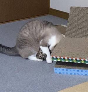 子猫がとった行動に「予想外の展開」「世界に感謝」　じっと見つめたと思ったら？