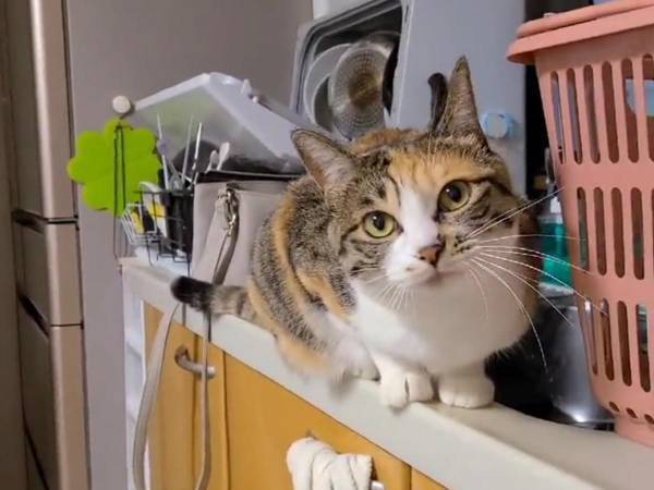 これが『究極の板挟み』か…！　飼い主の姿に「悩ましすぎる」「こうなりたい」