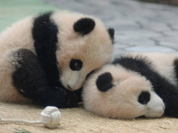 赤ちゃんパンダのわちゃわちゃに「イヤなことも吹っ飛ぶ」「世界一のかわいさ」