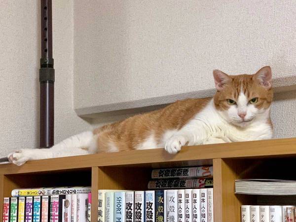 悪の黒幕のような貫禄　猫の表情に「ニヒルとは、まさにこのこと」と反響
