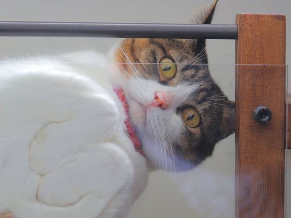 「絶景すぎる」「うちにも作ります」猫のために見晴らし台を作ると…