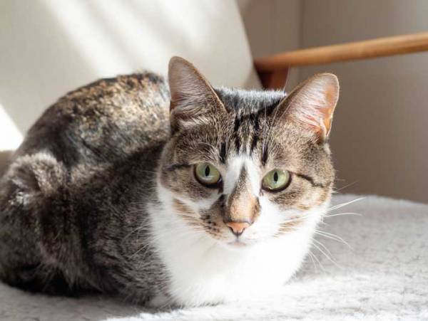 「絶景すぎる」「うちにも作ります」猫のために見晴らし台を作ると…